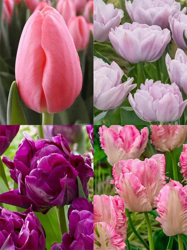 Seasonal tulips
