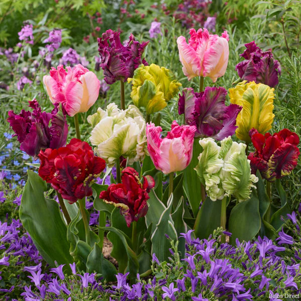 Seasonal tulips
